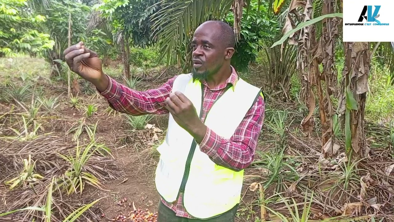 A quel moment mettre un palmier à huile en sol?#pépinière #palmier #huile#tenera#agrovision