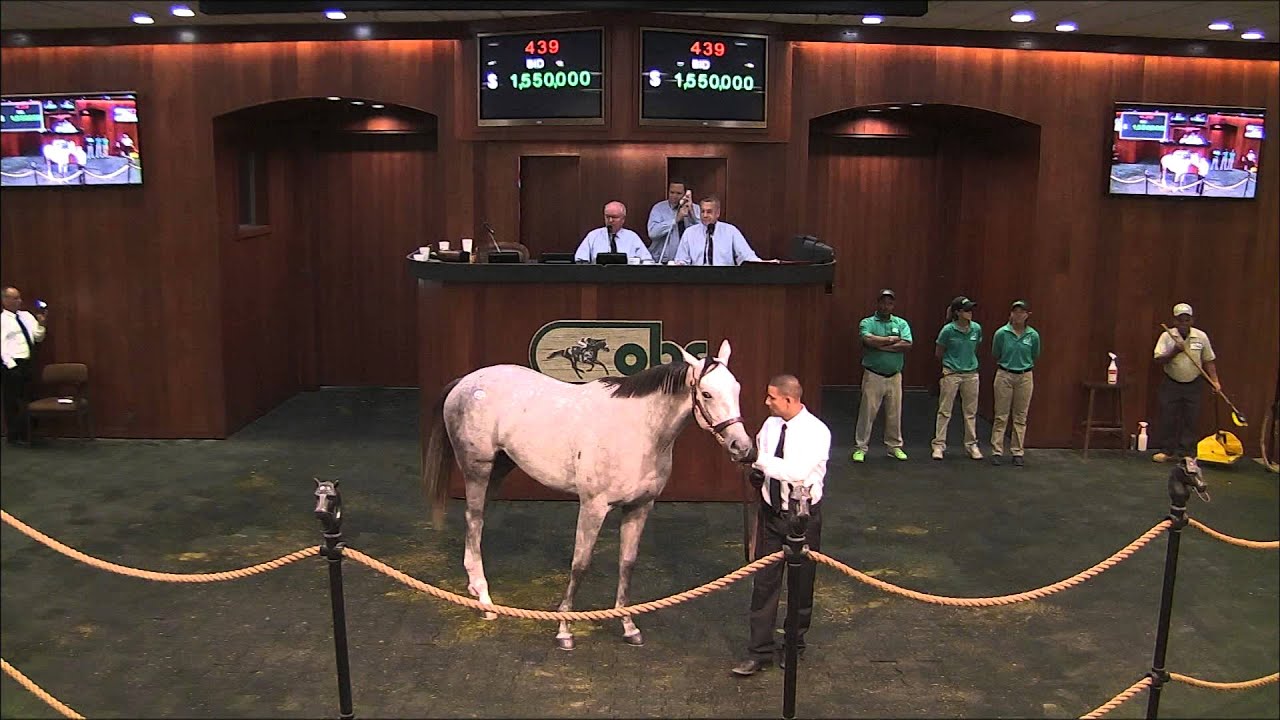 Ocala Breeders' Sales Company OBS Horse sells for 1.9 Million YouTube