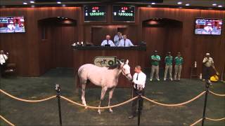 Ocala Breeders' Sales Company OBS - Horse sells for $1.9 Million