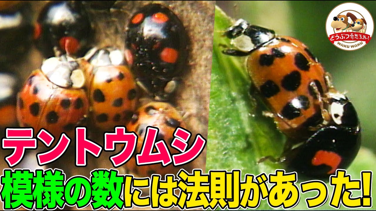 背中のフシギ】テントウムシの「星」が2つの母と19の父の間に生まれた