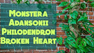 Monstera Adansonii Plant Care | Broken Heart Plant | How To Grow Philodendron Monstera Indoor Plant