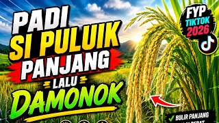 DJ DENDANG MINANG PADI SIPULUIK PANJANG TANGKAI TERBARU 2026 VIRAL TIKTOK