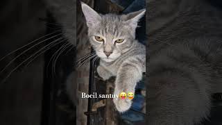 Maca bocil santuy #kitten #shortlucu #kucingku #shorts #gemoy