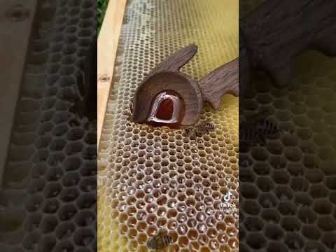 Honey scooping from honeycomb #shorts