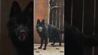 DANGEROUS BREED ⚠| black belgian shepherd | #youtubeshorts #shorts #viral #belgianshepherd