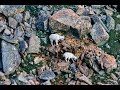 Mountain Goats - Rock Climbing Cliffs - Mt. Evans, Colorado