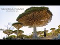 Socotra island  yemen  cinematic 4k