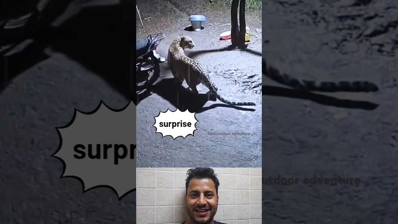 A Dog & Leopard Face Off – Nature’s Unexpected Moments! 🐾 