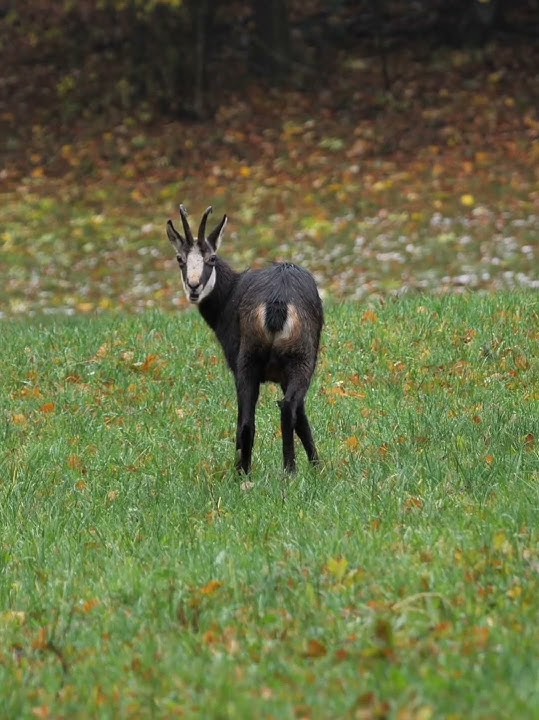 Facts about the Chamois