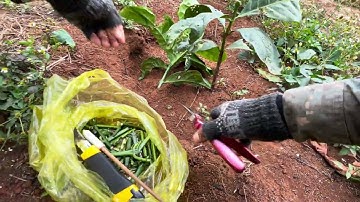 Hướng dẫn ghép cây Cà Phê rất dễ sống