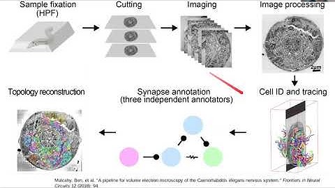 July 20, 2020: The Physics of Life. Discussion-Brains and behavior in simple organisms