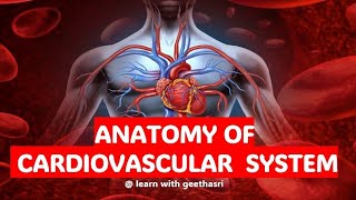 anatomy of cardiovascular system, easy explanation of cardiovascular system
