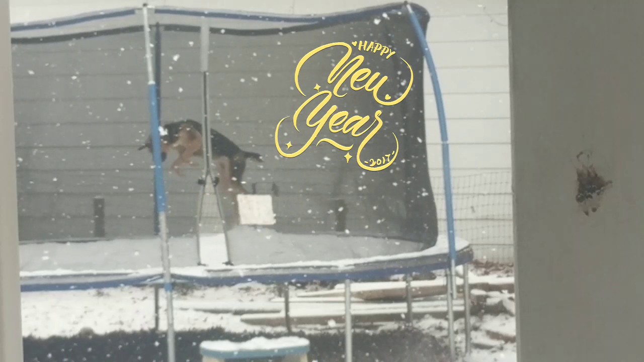 Funniest Pets Dog jumping on trampoline! jay z beyonce