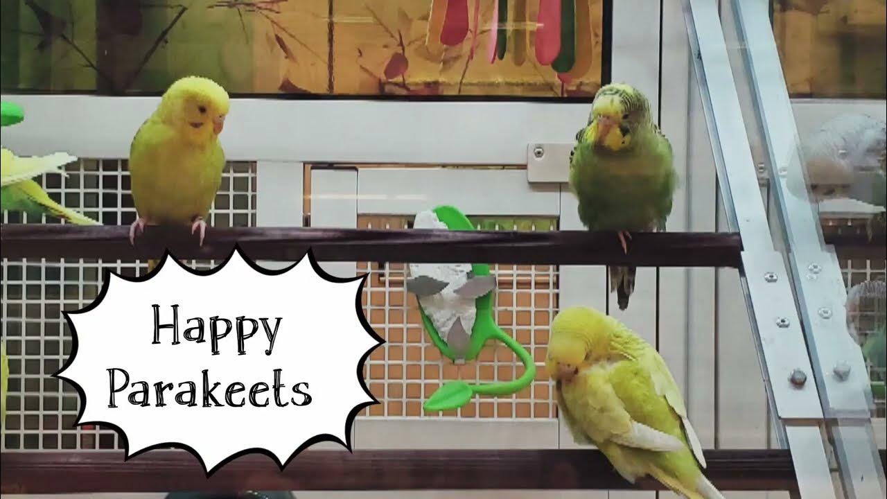 Budgie Parakeets / Petsmart petco YouTube