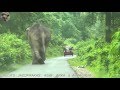 #Elephant# Allowing #Jasoprakas# For His Trouble Free Long #Rainy# Road Walk.