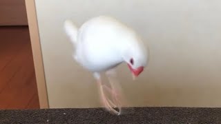 【文鳥】こだわりのさえずり求愛ダンスハクちゃん、毎日絶好調【Java sparrow】Passionate courtship cry & dance