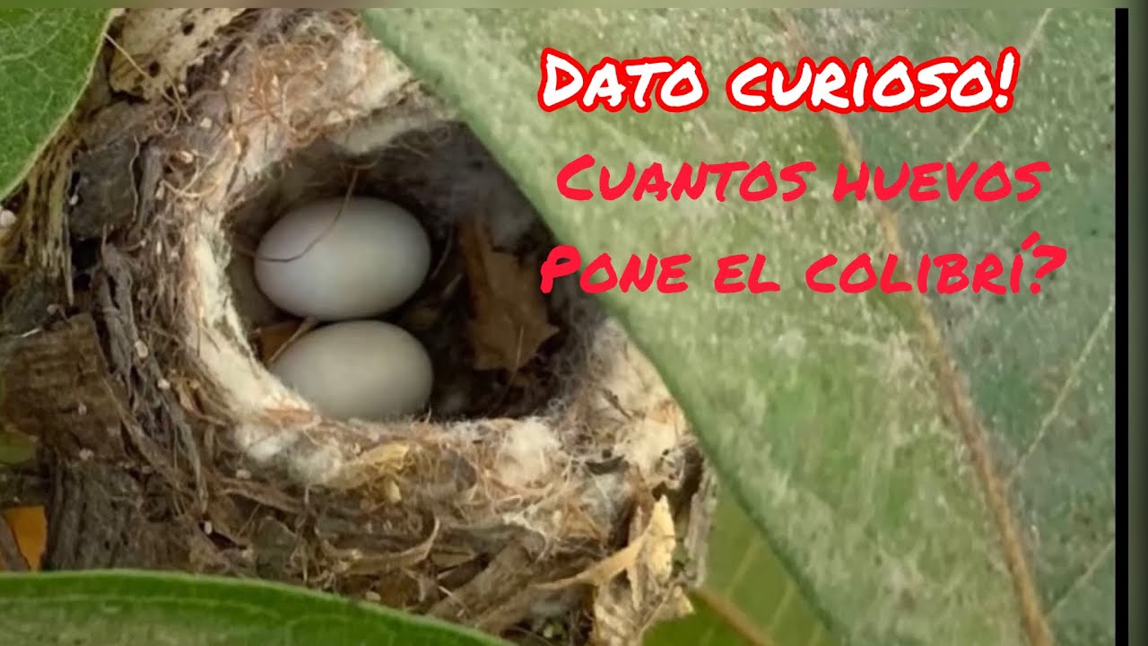 COLIBRÍES CUANTOS HUEVOS PONE EL COLIBRÍ ? APRENDA ESTO Y MAS SOBRE COLIBRÍES EN ESTE CANAL COLIBRÍES CUANTOS HUEVOS PONE EL COLIBRÍ ? APRENDA ESTO Y MAS SOBRE COLIBRÍES EN ESTE CANAL
