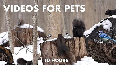 Video 4028421: canadian forest, cat pets