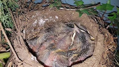 Robins Nesting Part 4 - Time Lapse Video