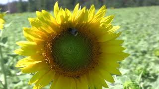 Footage ФУТАЖ 55 (ПОДСОЛНУХ и ШМЕЛЬ. Sunflower and Bumble Bee)