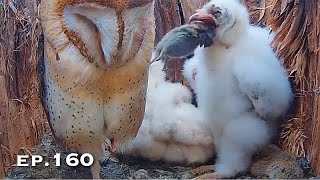 Barn Owl Nest ❸ ep.160Lechuzas en el nido DIRECTO (Cámara 38 | Ávila)