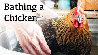 Memandikan Ayam