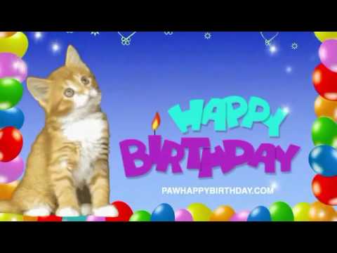 happy-birthday-baby-kitten-|-birthday-wishes