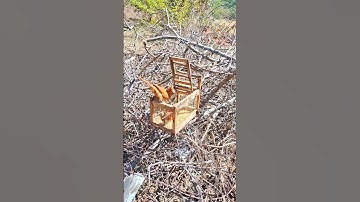I caught a bird in the trap #hunting #survival #jungle #birds #trap