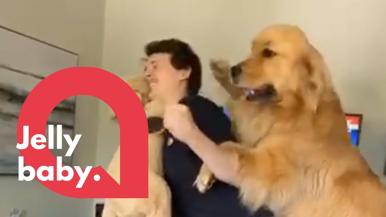 Dog Gets Jealous When Owner Gives