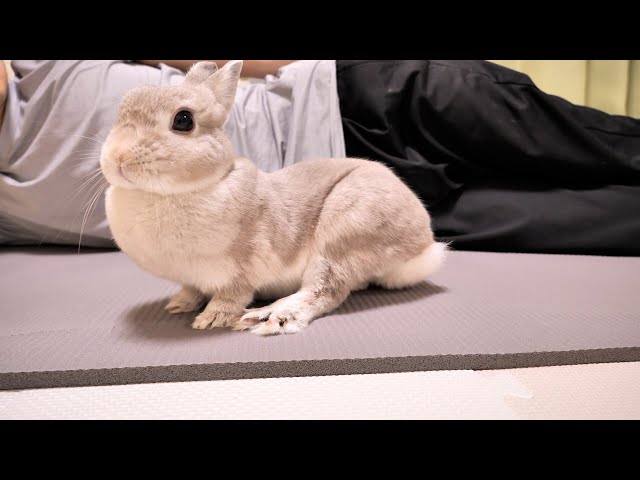 なんの変哲のないうさぎ sddefault.jpg