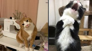 Try Not To Laugh 🤣 New Funny Cats Video 😹 - Just Cats Part 22