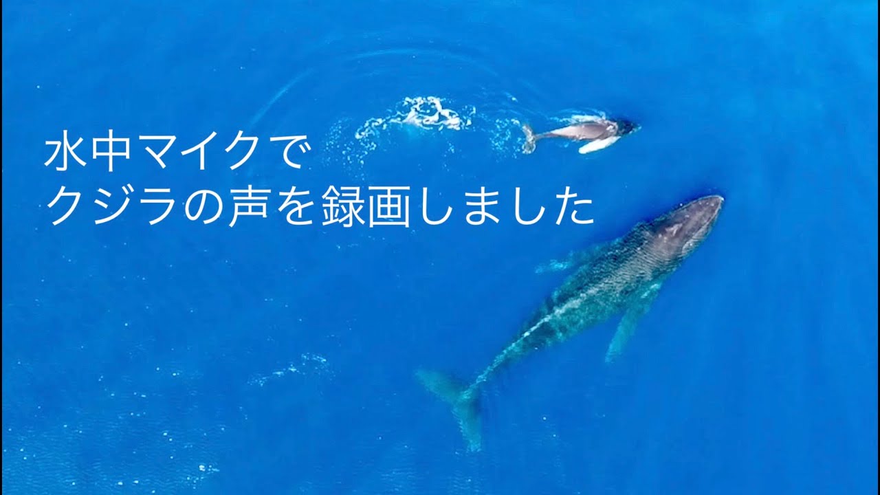 這うクジラ hqdefault.jpg