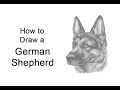 How to Draw a German Shepherd Dog (Head Detail)