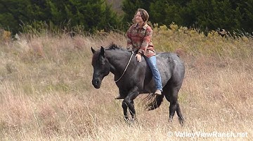 Comets Blue Question - bareback and bridleless trail! - ValleyViewRanch.net