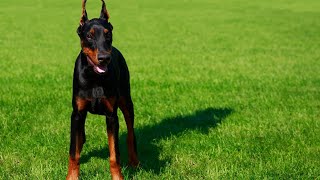 Can Doberman Pinschers be trained to be service dogs for physical disabilities?