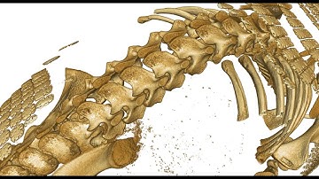 Anatomical xenarthry