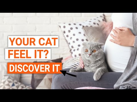 Can Cats Sense Your Pregnancy? Discover It