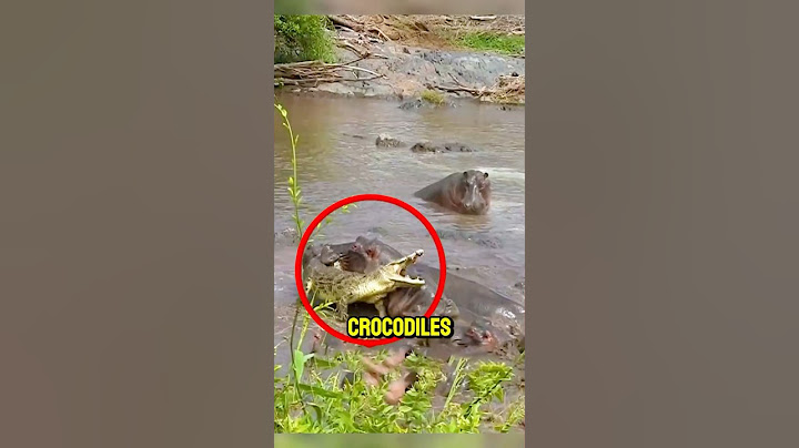 Ce crocodile a fait la plus grosse erreur de sa vie 🦛😱