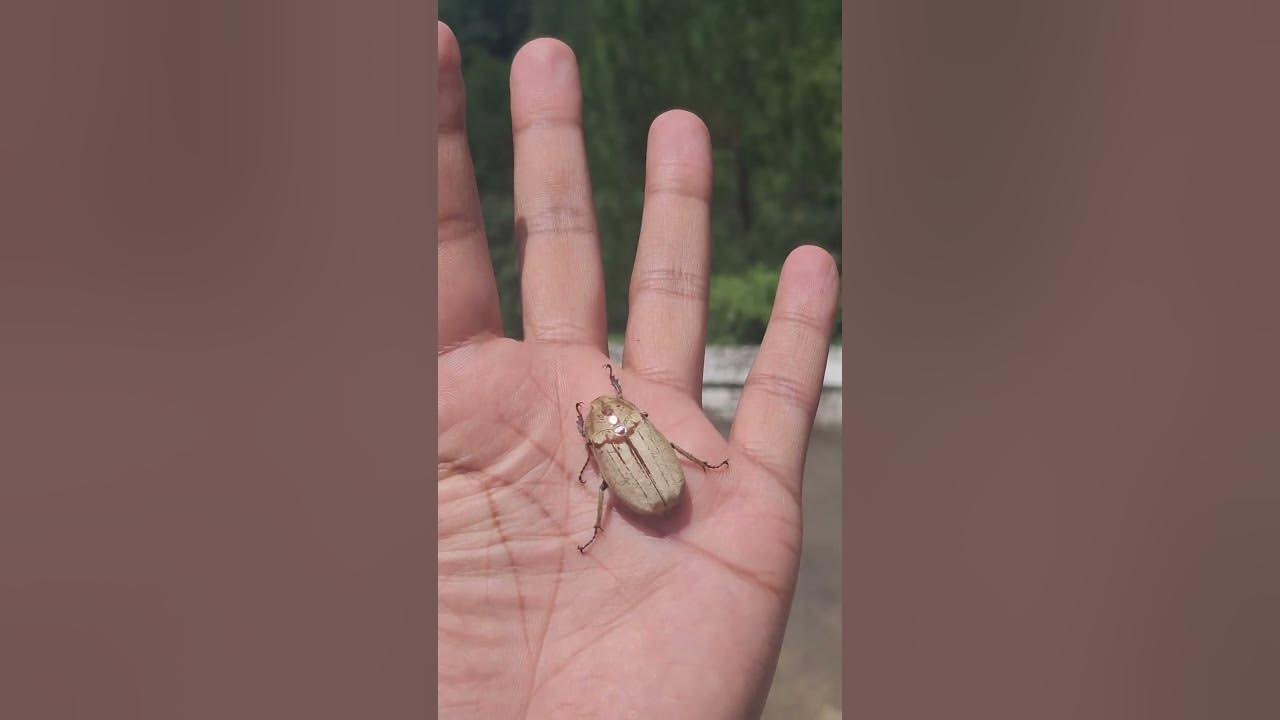 Bug of August month #youtube #youtuber #youtubeshort #youtubevideo #short #shorts #ytshorts #insects Bug of August month #youtube #youtuber #youtubeshort #youtubevideo #short #shorts #ytshorts #insects