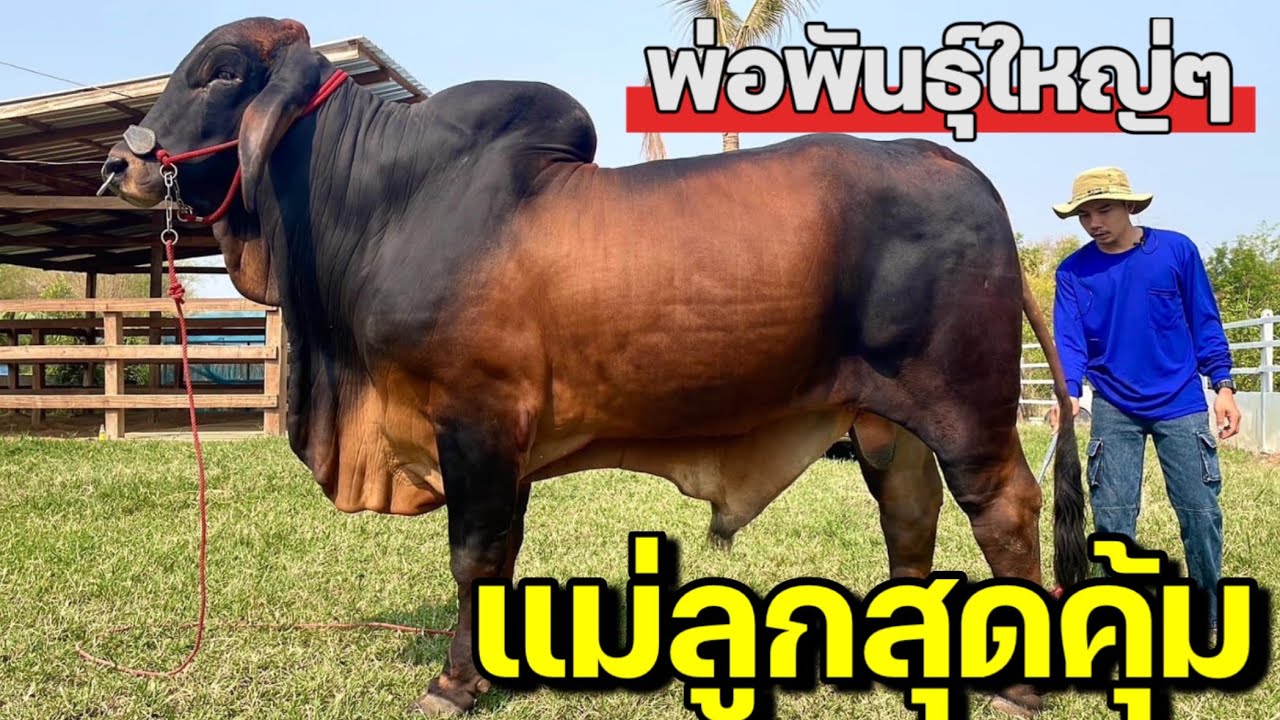 มาที่นี่ไม่เคยผิดหวัง‼️อย่าพลาดคลิปนี้ แม่ลูก คุณภาพ ราคาเบาๆ เปิดราคาวัวยกคอก พ่อพันธุ์ไซด์ใหญ่มาก