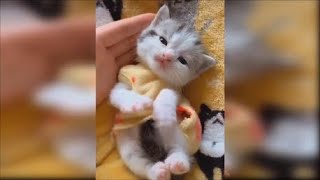 funny kittens are so cute