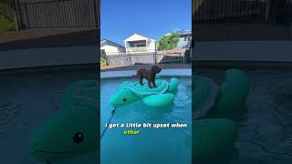 Puppy balances on pool toy (brave Labradoodle Max!) #labradoodle #dog #puppy #dogswimming
