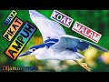 SUARA PIKAT BURUNG KOAK MALAM