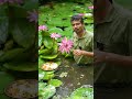 You Can Actually Eat Lotus Flowers! 🍽️🌺 #foodsurprise