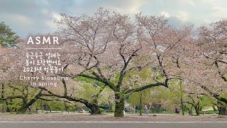 두근두근 설레는 봄이 도착했어요🌸ASMR 랜선 벚꽃놀이와 피아노 @신주쿠 공원 | Spring, Cherry Blossoms in Shinjuku Gyoen Park