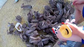 видео: День 33. Пропал человек.Привез еще кроликов. картинка: День 33. Пропал человек.Привез еще кроликов.