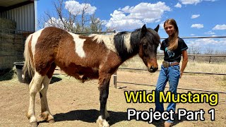 Marleys Wild Mustang Project Pt 1  -  Mustang Heritage Youth TIP Challenge