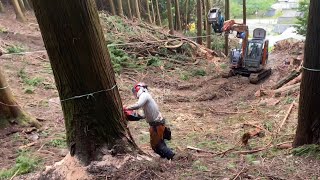 直径90㌢の大径木を引っ張り倒す！！#林業 #伐採 #forest #roger #felling #japan #宮崎 #山師