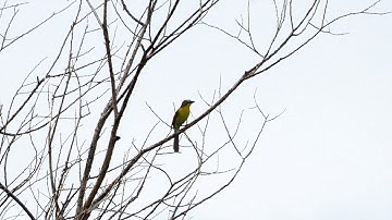 Yellow breasted Chat singing
