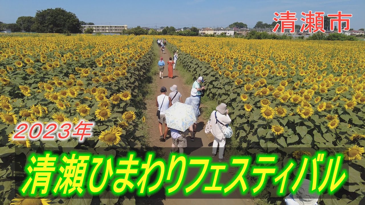 ☆Ｓ.ひまわり☆ Amazon.co.jp: ひまわり(SG): ミュージック